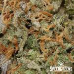 citrique_craft_top_shelf-_aaaa-4-cannabis