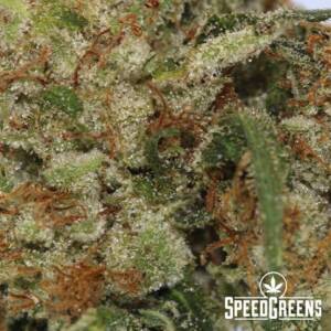 Skywalker OG (AAAA) - Image 3