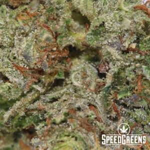 Pink Tuna (AAA) - Image 3