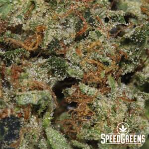 Trainwreck (AAAA) - Image 3