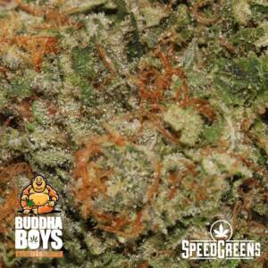 Ice Cream Cake Top Shelf Weed (AAAA) - Buddha Boys - Image 3