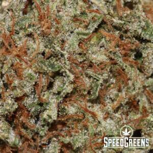 Ogre Kush (AA+) – Buy Weed Online - Image 3