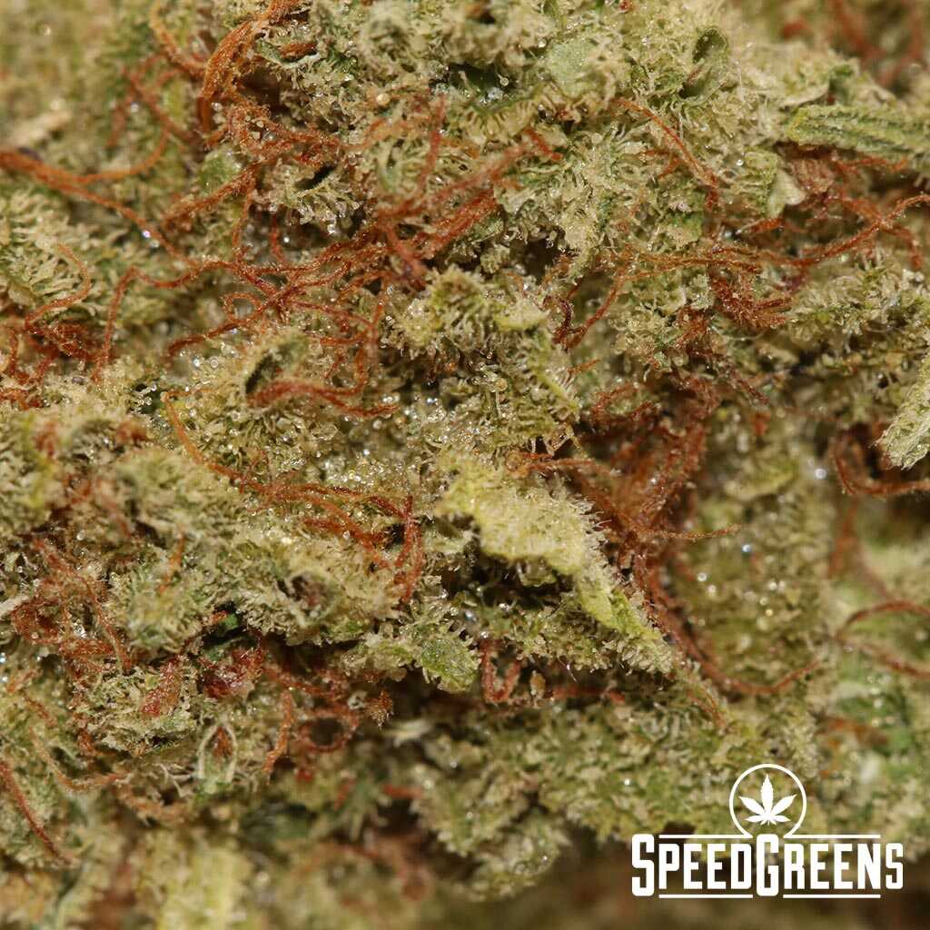 green-crack-smalls-3_optimized