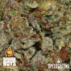 Pink Tuna Craft TOP SHELF (AAAA) - Image 3