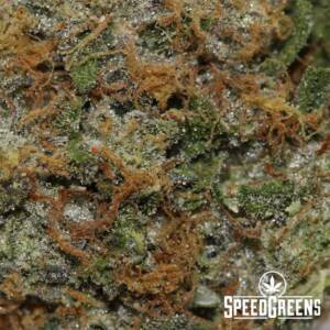 Lemon Creamsicle (AAAA) - Image 3