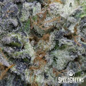 Purple Punch Craft TOP SHELF (AAAA) - Image 3