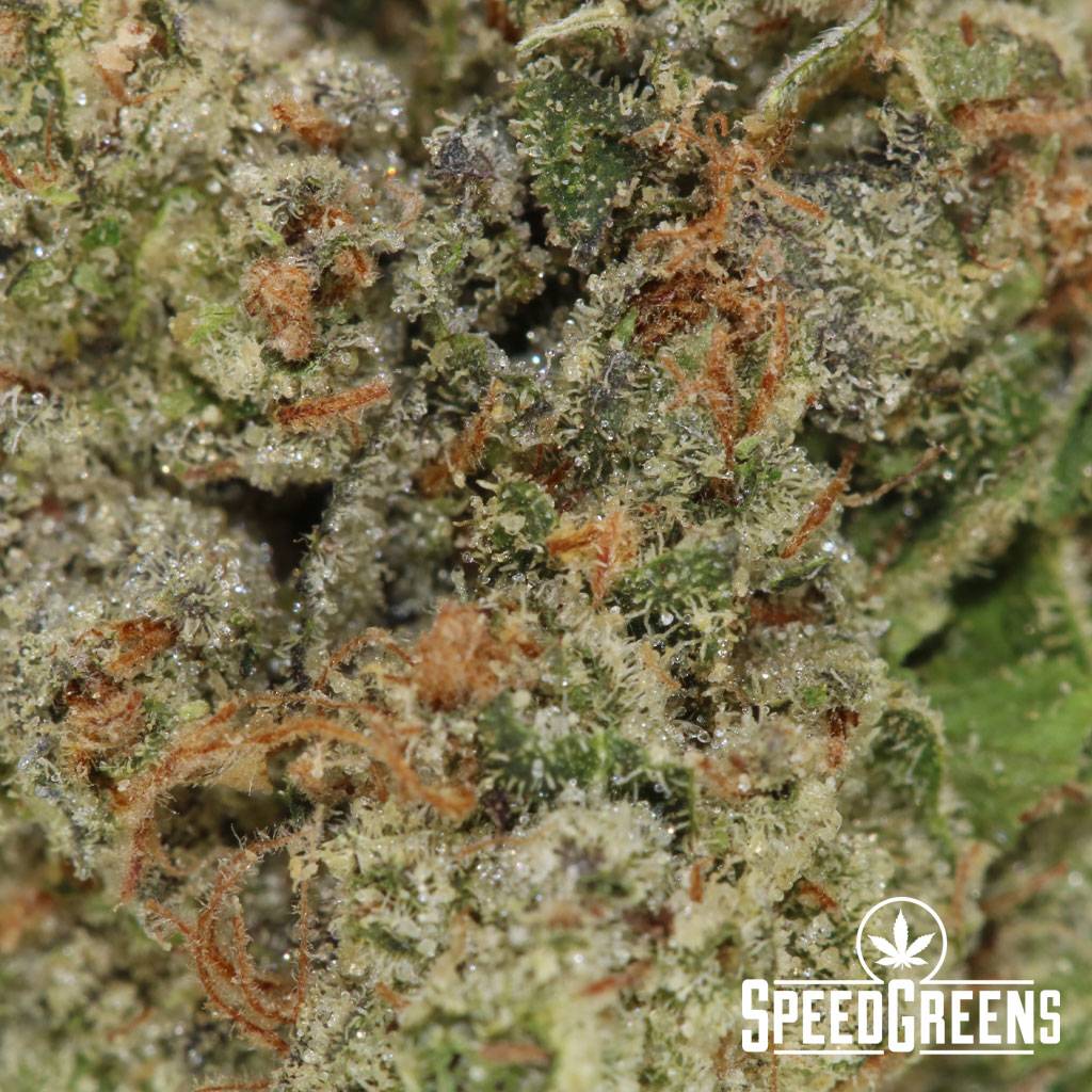 Tom Ford Pink Kush (AAA+) | Indica Strains | Speed Greens