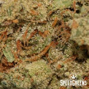 White Haze (AAAA) - Best Sativa Dominant Hybrids - Image 4