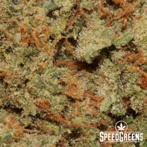 White Haze (AAAA) - Best Sativa Dominant Hybrids - Image 3