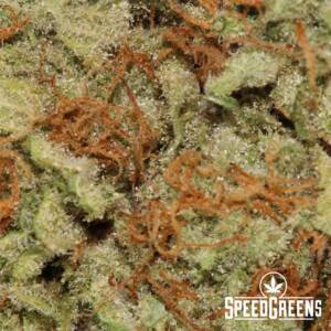 Black Domina (AAA) - Weed Online Canada - Image 3