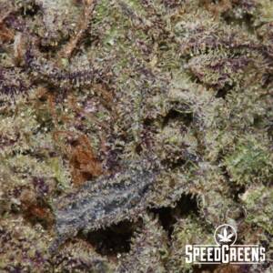 Purple Lightning (AA+) - Weed Strains - Image 5