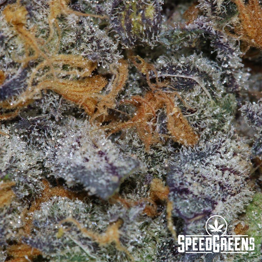 Sour-Diesel-Haze-Craft-Top-Shelf-(AAAA)-macro-1