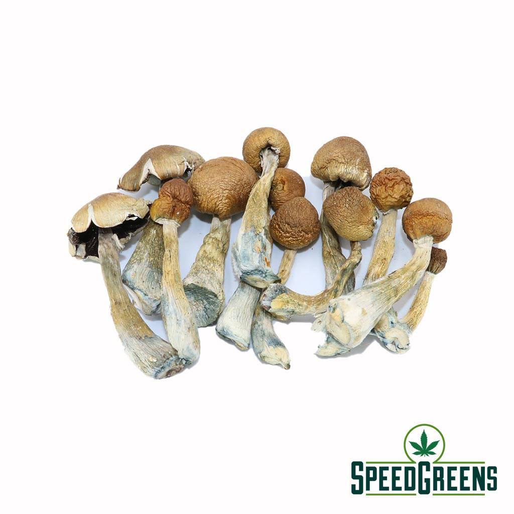 Tri-Coloured-Equadorian-(Psilocybe-Cubensis)