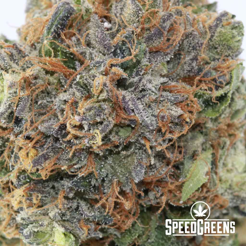 Pink Frost Strain (AAAA) | Buy Online Weeds | Speed Greens