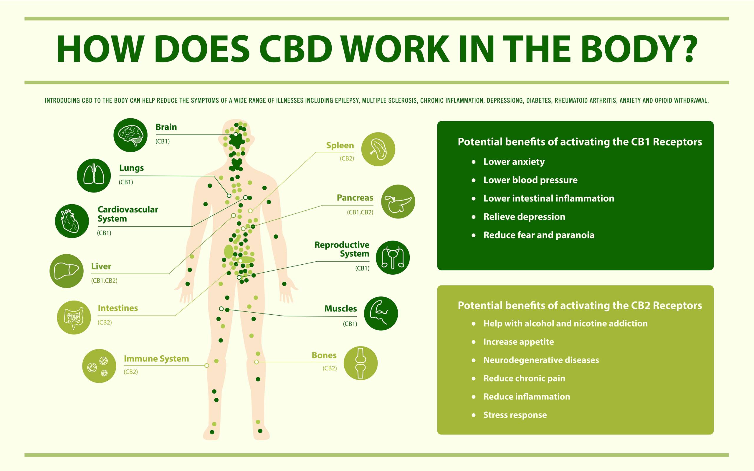 How CBD Works In the Body infographic and the CBD health benefits. Speed Greens.