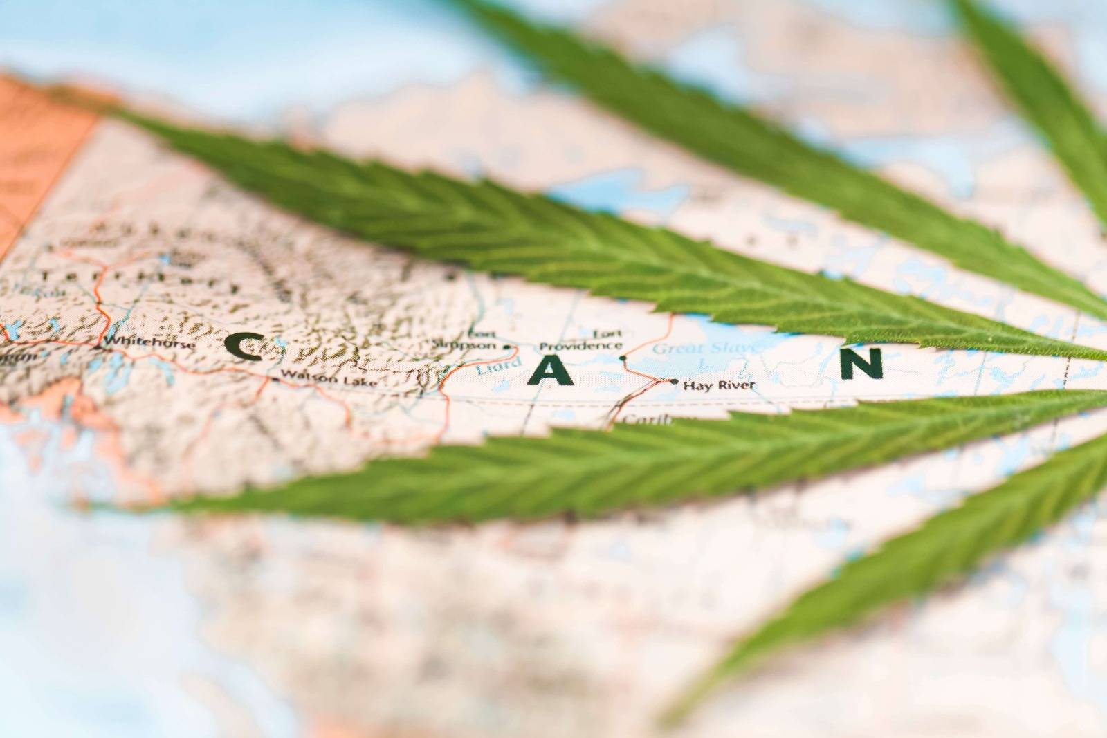 Cannabis leaf on the map of Canada, a 420 friendly country. SpeedGreens