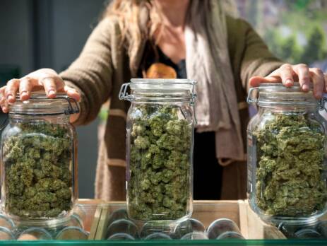 Three Glass jars full of Alberta Cannabis at a store. Speed Greens