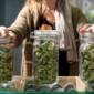 Three Glass jars full of Alberta Cannabis at a store. Speed Greens