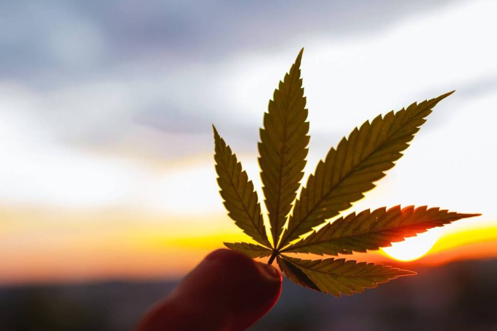 Leaf of BC weed with sunset in the background. Speed Greens