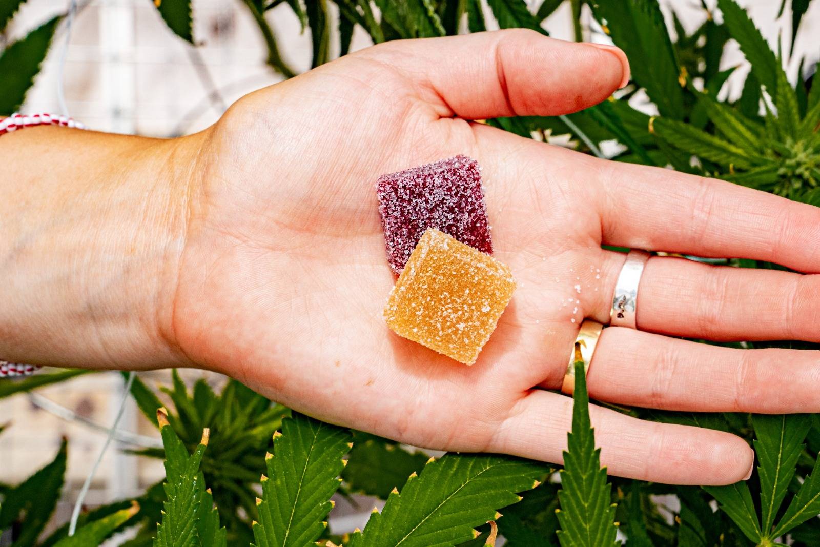 Cannabis concentrates and weed edibles on a hand. Speed Greens