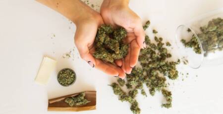 Ontario marijuana in hands and in blunt. Speed Greens