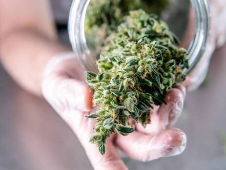 Marijuana buds storage in the glass jar for Vancouver Weed Delivery. Speed Greens