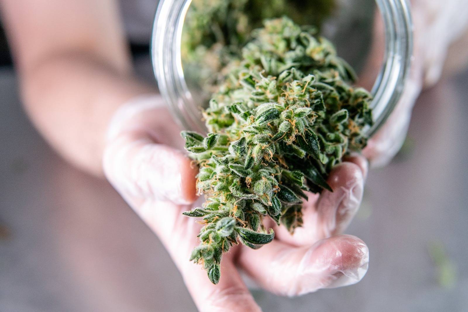 Marijuana buds storage in the glass jar for Vancouver Weed Delivery. Speed Greens