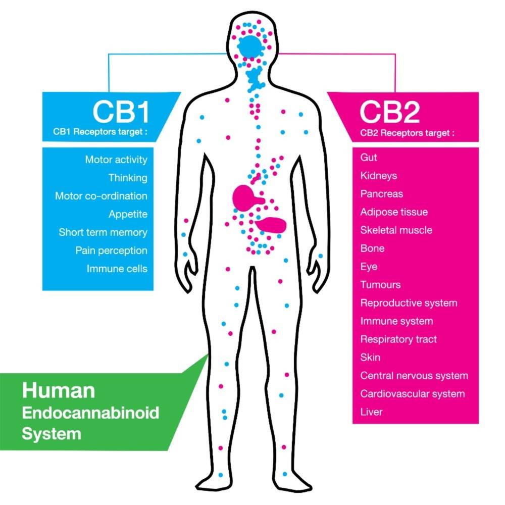 Best weed strains for the human endocannabinoid system illustration. Speed Greens