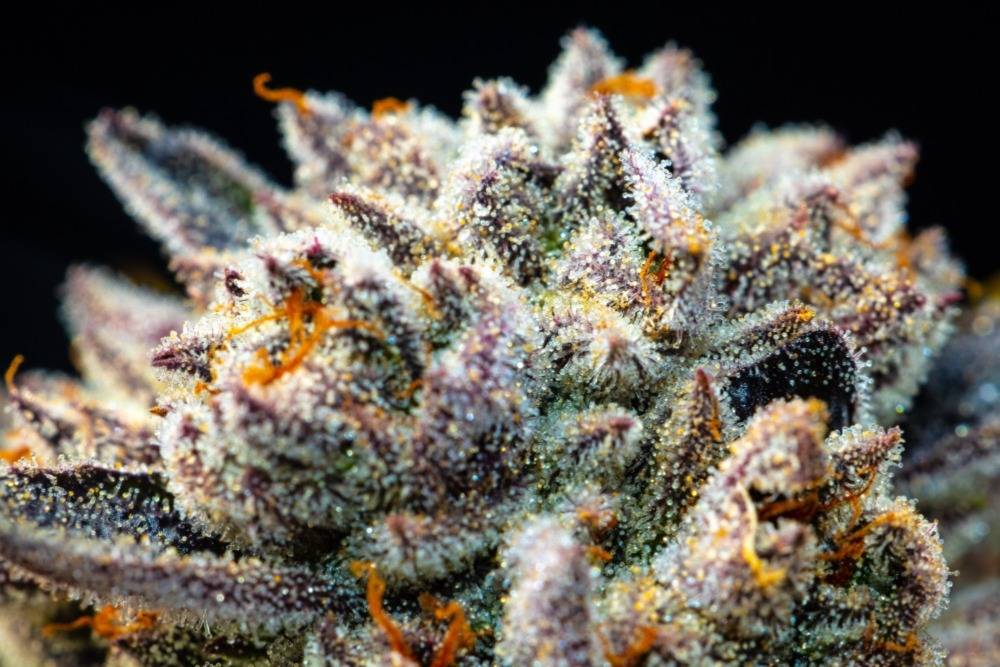 White widow is one of the best weed strains for pain. Speed Greens