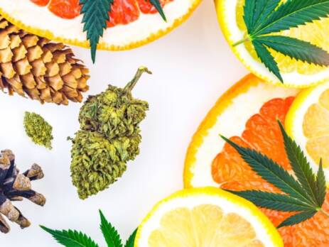 Cannabis terpenes with bud, lemons, grapefruit, and pine cones as similar scents. Speed Greens