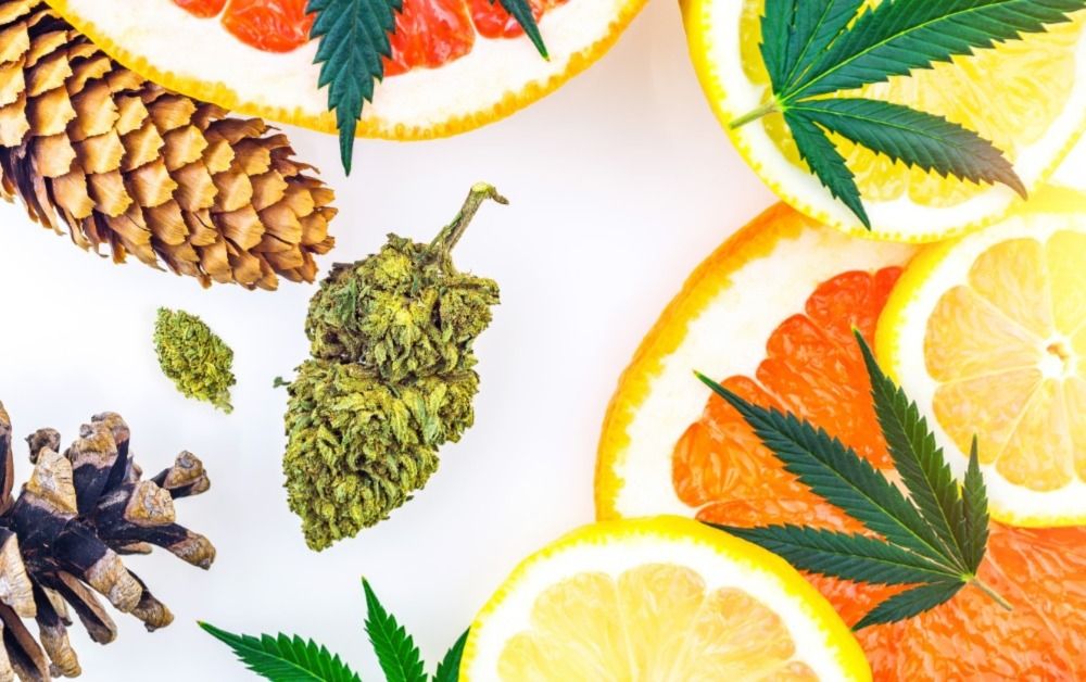 Cannabis terpenes with bud, lemons, grapefruit, and pine cones as similar scents. Speed Greens