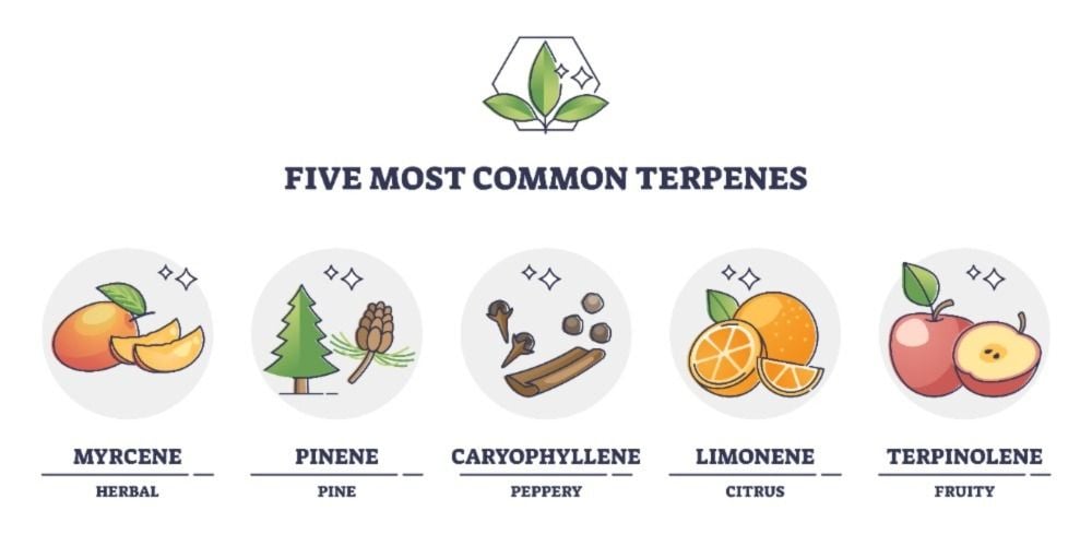Common terpenes in Cannabis. Speed Greens.