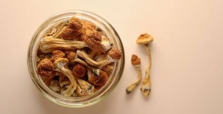 Buy magic mushrooms from Speed Greens. From dried shrooms to edibles, we have what you need.
