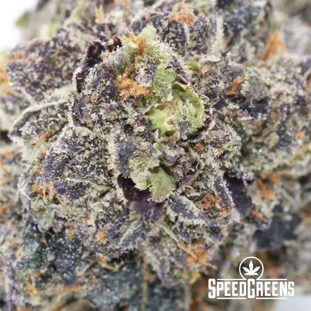 Purple-Champ-macro