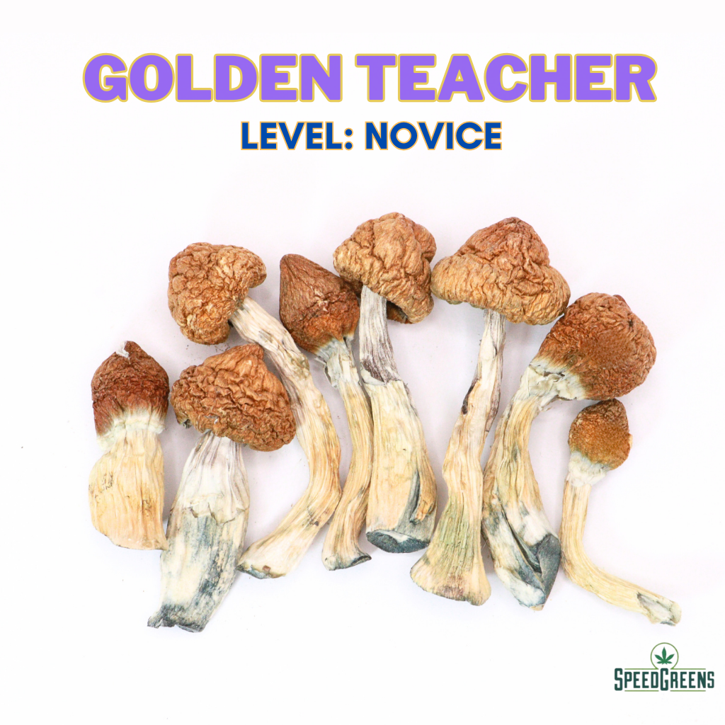Golden Teacher F