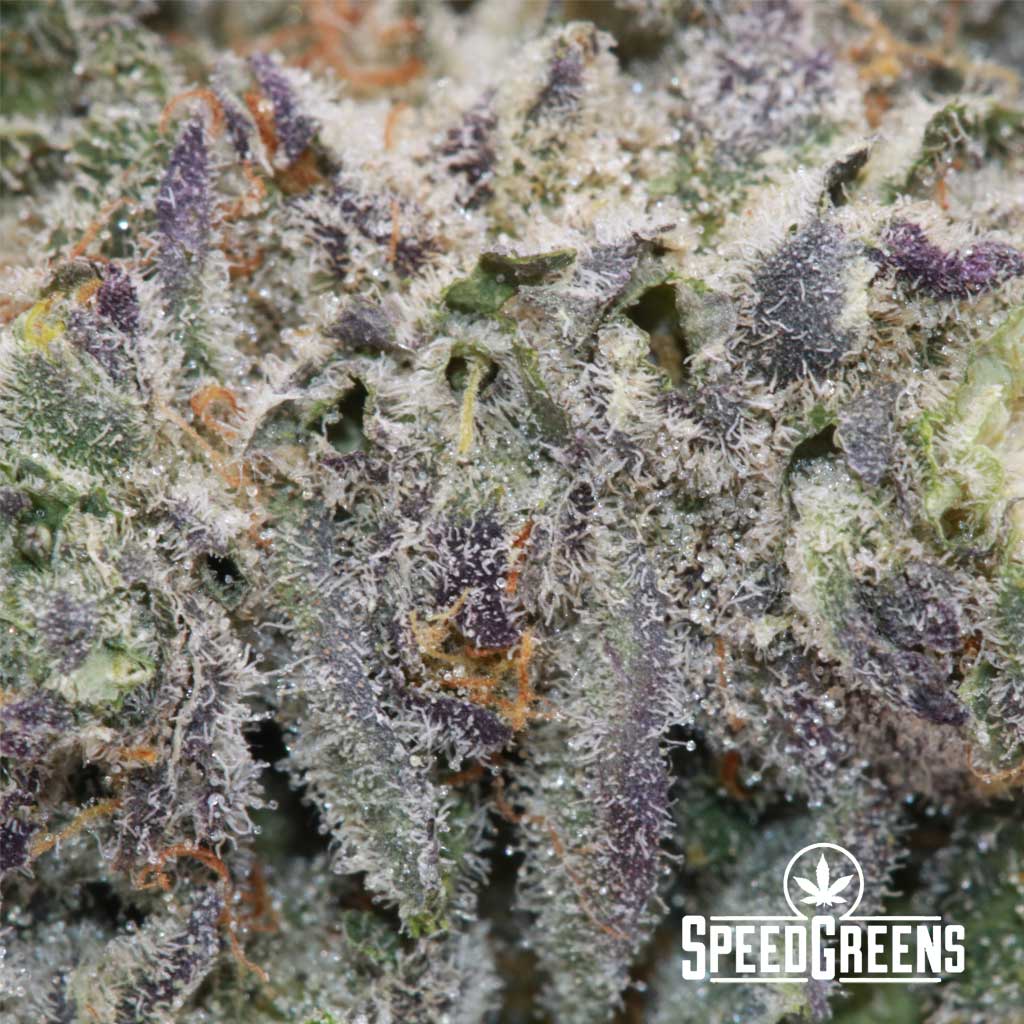 BRUCE-BANNER-FROST-FACTORY-MACRO