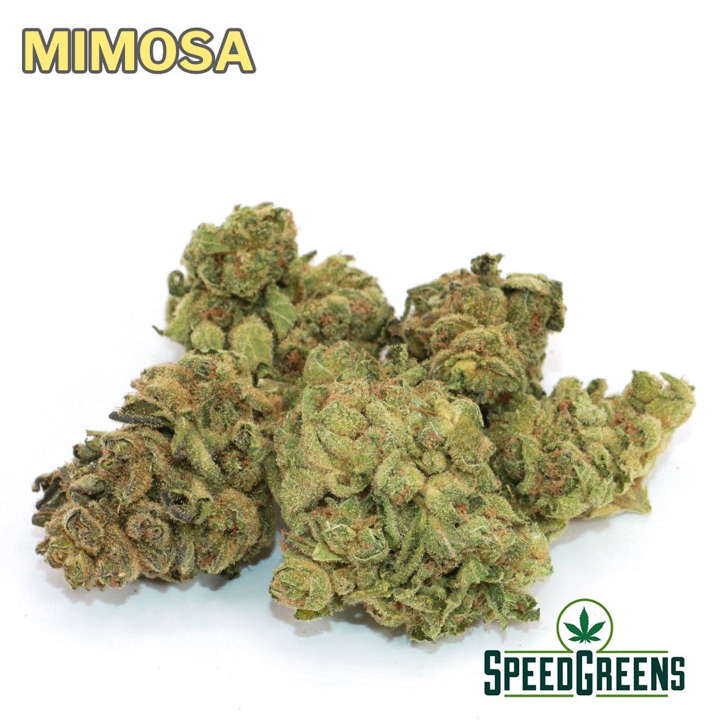 mimosa-aa-stock