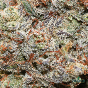 GORILLA GLUE Organic Cold Cured | By Frost Factory ® - Image 3