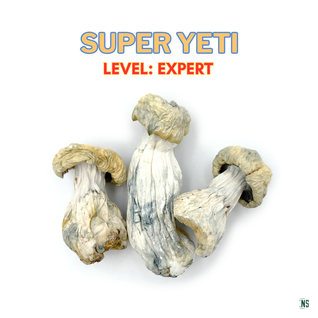 Yeti Mushrooms | Speed Greens | Buy Magic Mushrooms