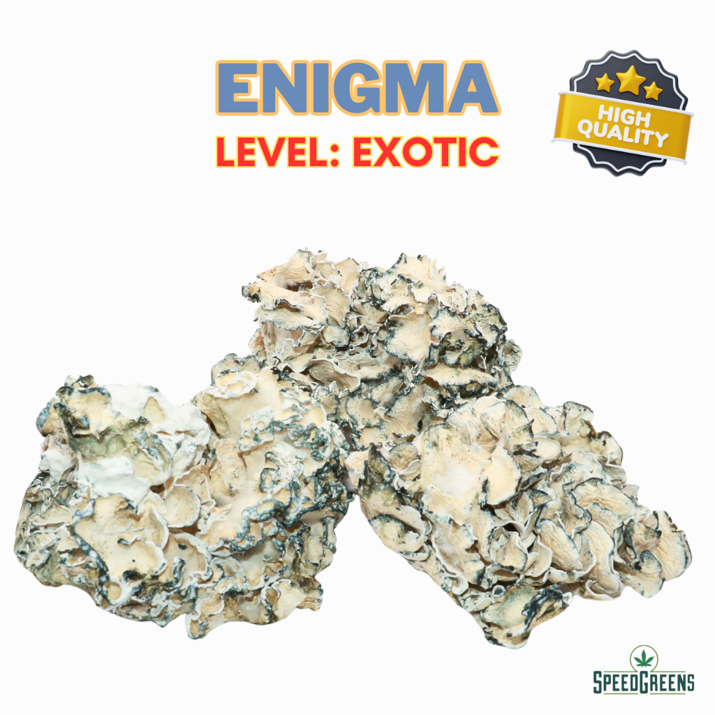 ENIGMA | ShroomCo Magic Mushrooms (EXOTIC) | Buy Online | Speed Greens