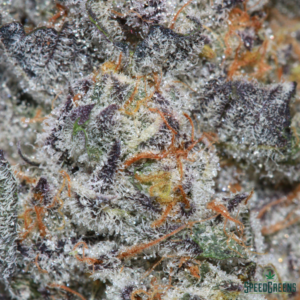 MAKAVELI OG Organic Cold Cured | by Frost Factory ® - Image 3