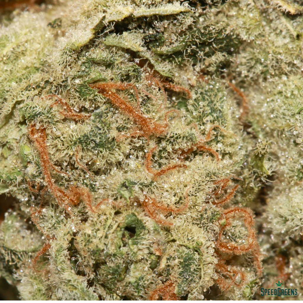 PURPLE HAZE Organic Cold Cured | by Buddha Boys® | Speed Greens