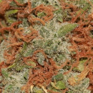 RED CONGOLESE Organic Cold Cured | by Buddha Boys ® - Image 3