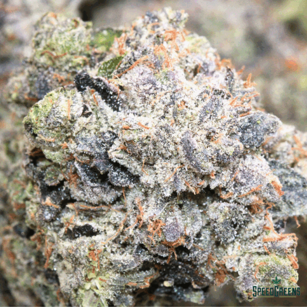 Frost Factory Venom OG Strain – Top Shelf Cold Cured Hybrid Weed