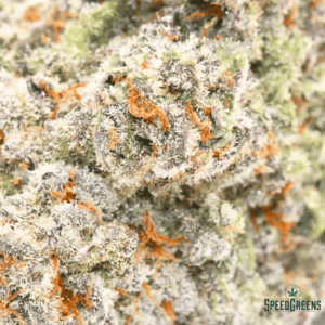 ACAPULCO GOLD Organic Cold Cured | by Frost Factory® - Image 3