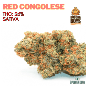 Red Congolese