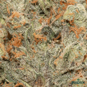 PURPLE PUNCH Organic Cold Cured | By Frost Factory ® - Image 3