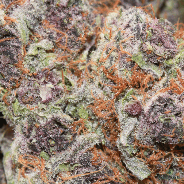 Hand-trimmed Tropicana Cookies nug with frosty trichomes and orange hairs