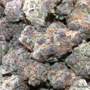 Tropicana Cookies Cold Cured cannabis by Frost Factory in premium packaging