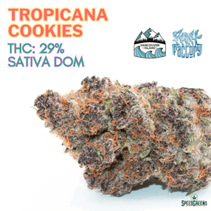 Tropicana Cookies cannabis buds close-up showing vibrant green and purple hues